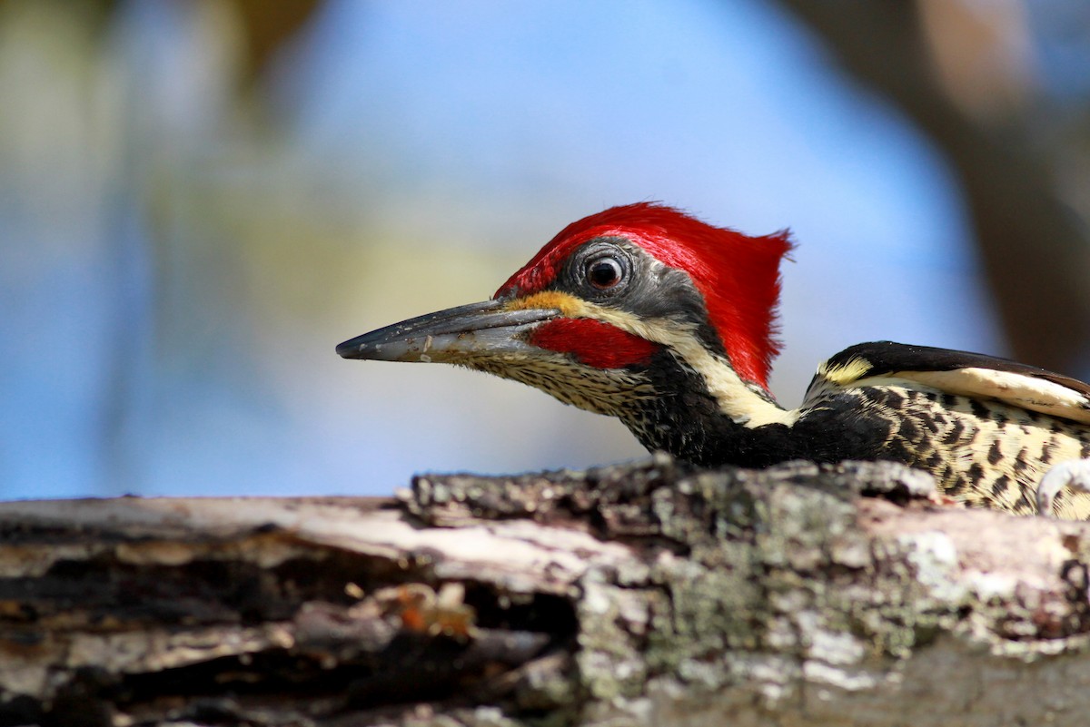 Lineated Woodpecker (Lineated) - ML22123321