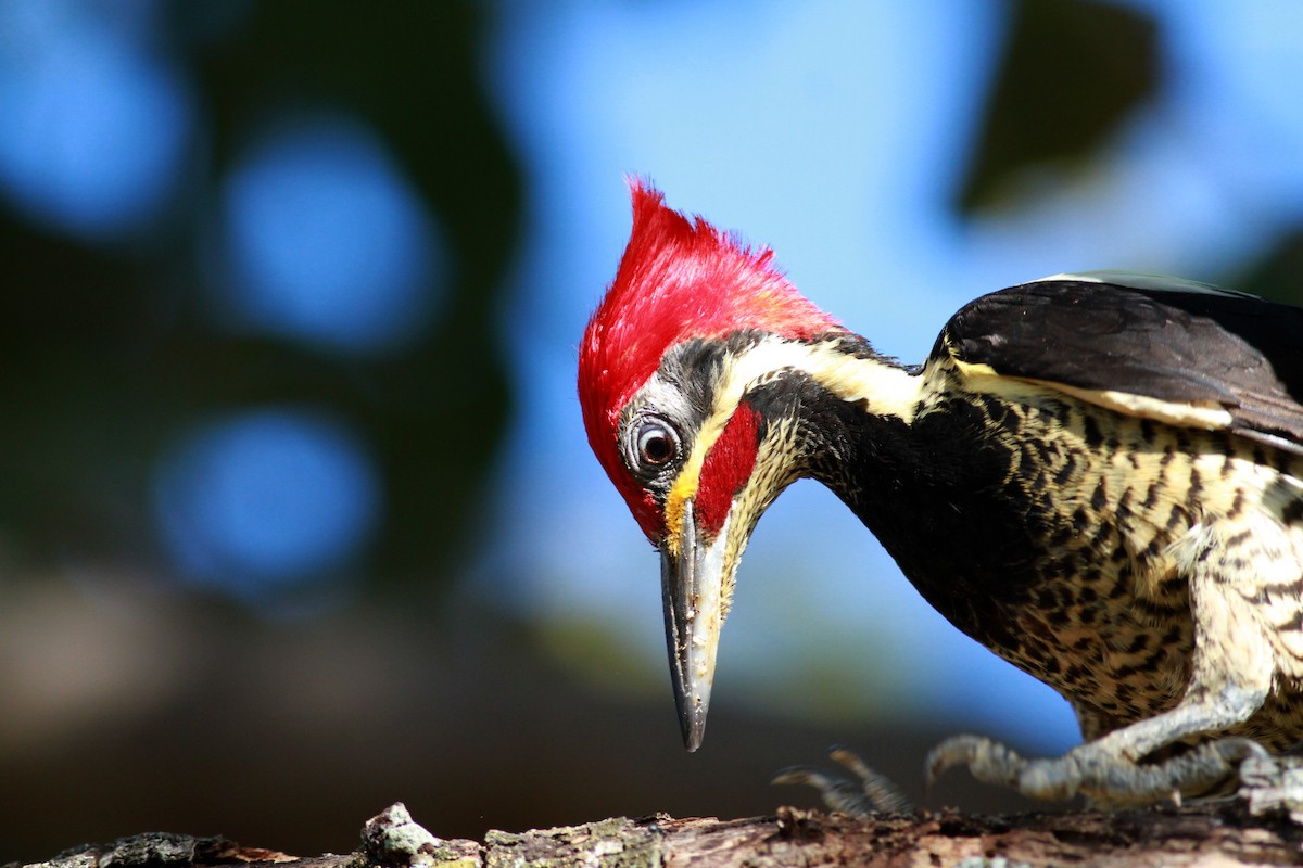 Lineated Woodpecker (Lineated) - ML22123331