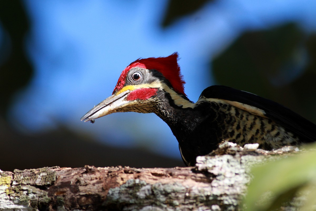 Lineated Woodpecker (Lineated) - ML22123341