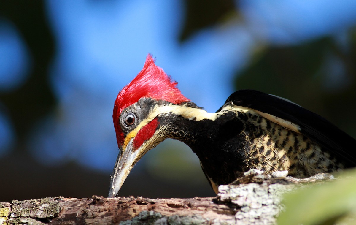 Lineated Woodpecker (Lineated) - ML22123361