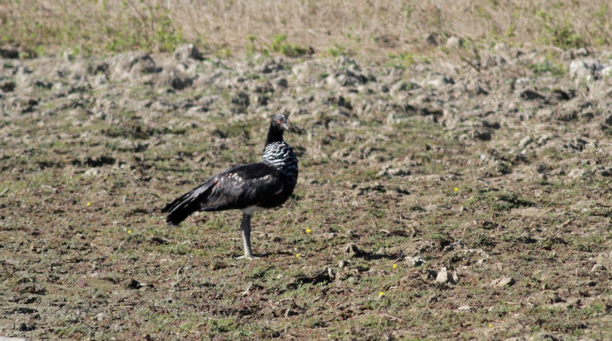 Horned Screamer - ML22123471