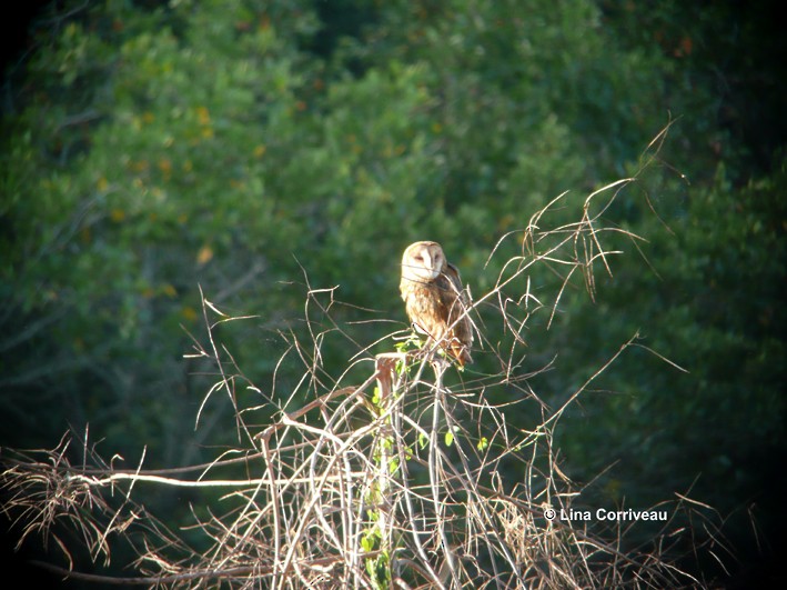 Barn Owl - ML221234991