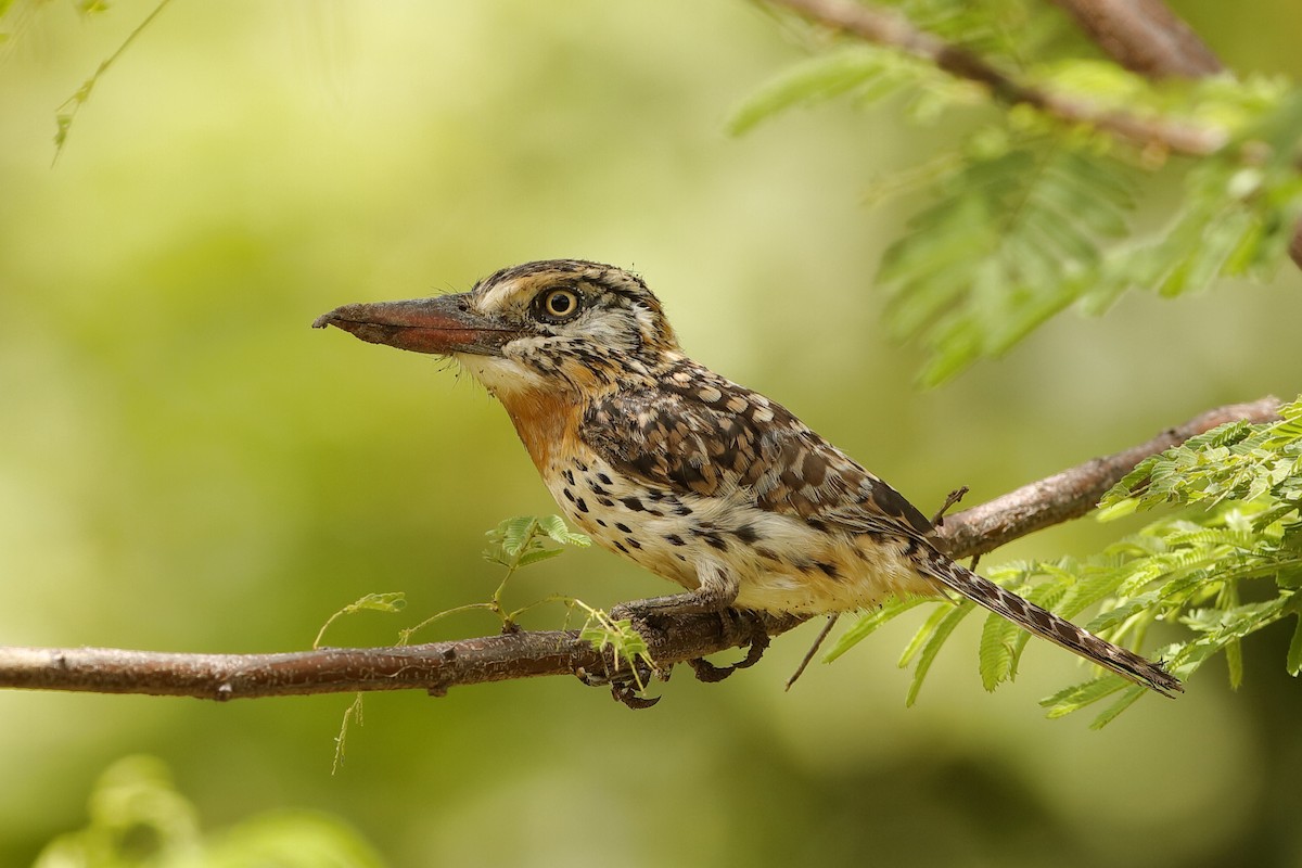 Spot-backed Puffbird (Spot-backed) - Holger Teichmann