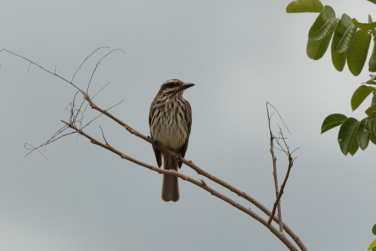 Streaked Flycatcher - Holger Teichmann