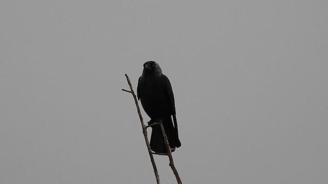 Eurasian Jackdaw - ML221236521