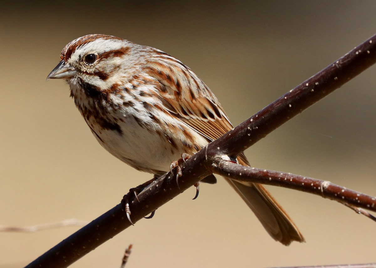 Song Sparrow (melodia/atlantica) - ML221236641