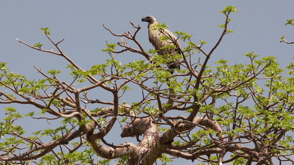 White-backed Vulture - ML22123701