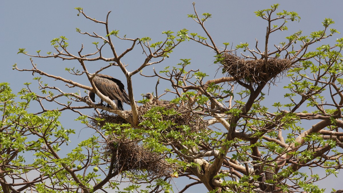 White-backed Vulture - ML22123731