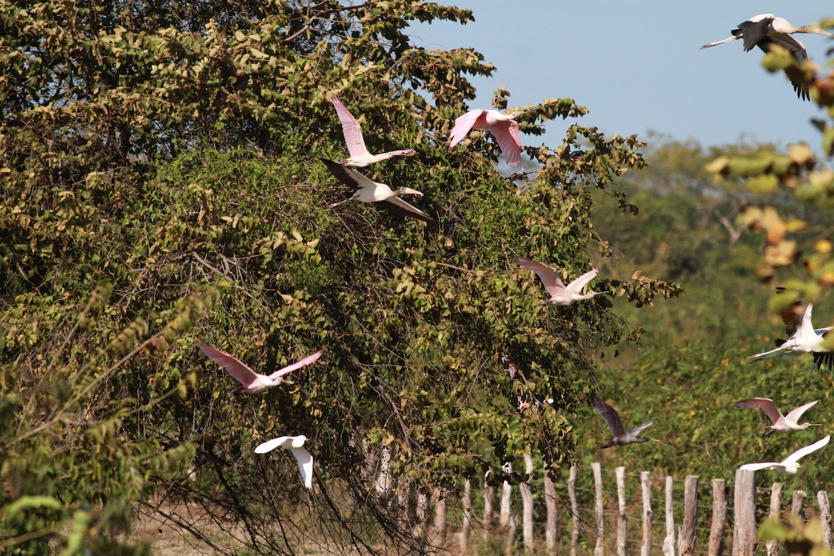 Roseate Spoonbill - Jay McGowan