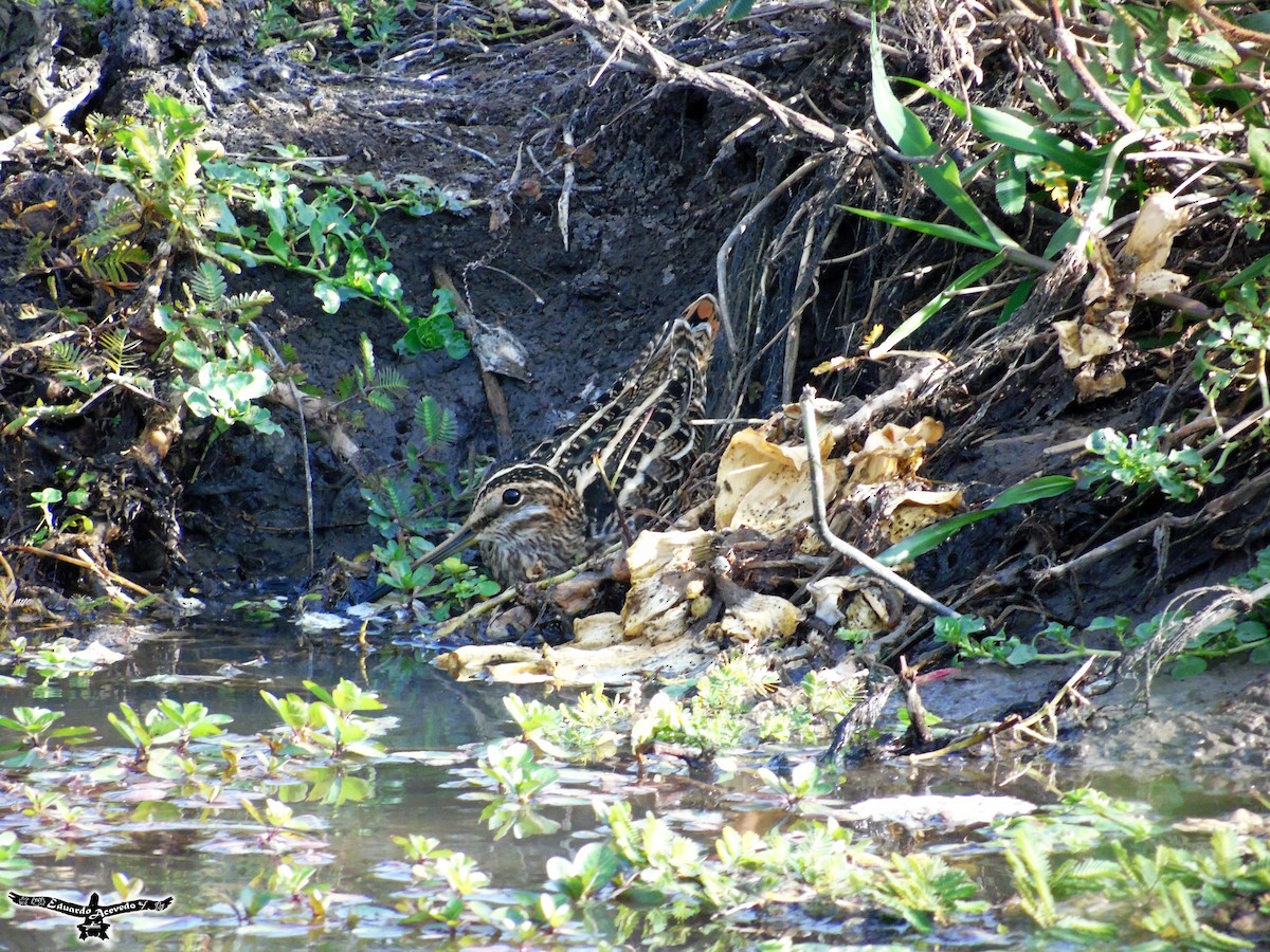 Wilson's Snipe - ML221239701