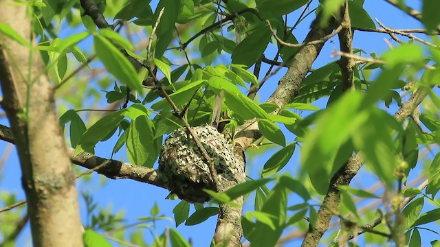 Blue-gray Gnatcatcher - ML221240581