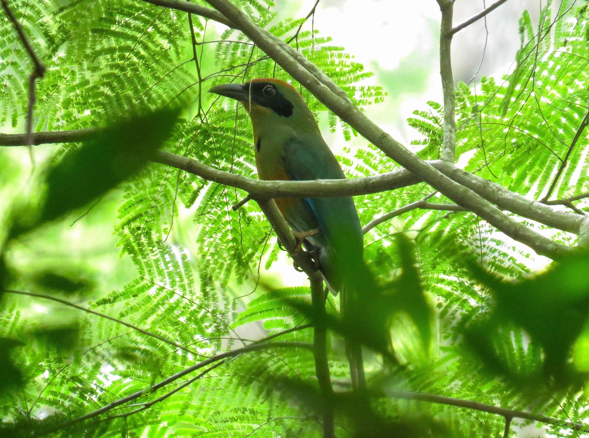 Rotkopfmotmot - ML221241441