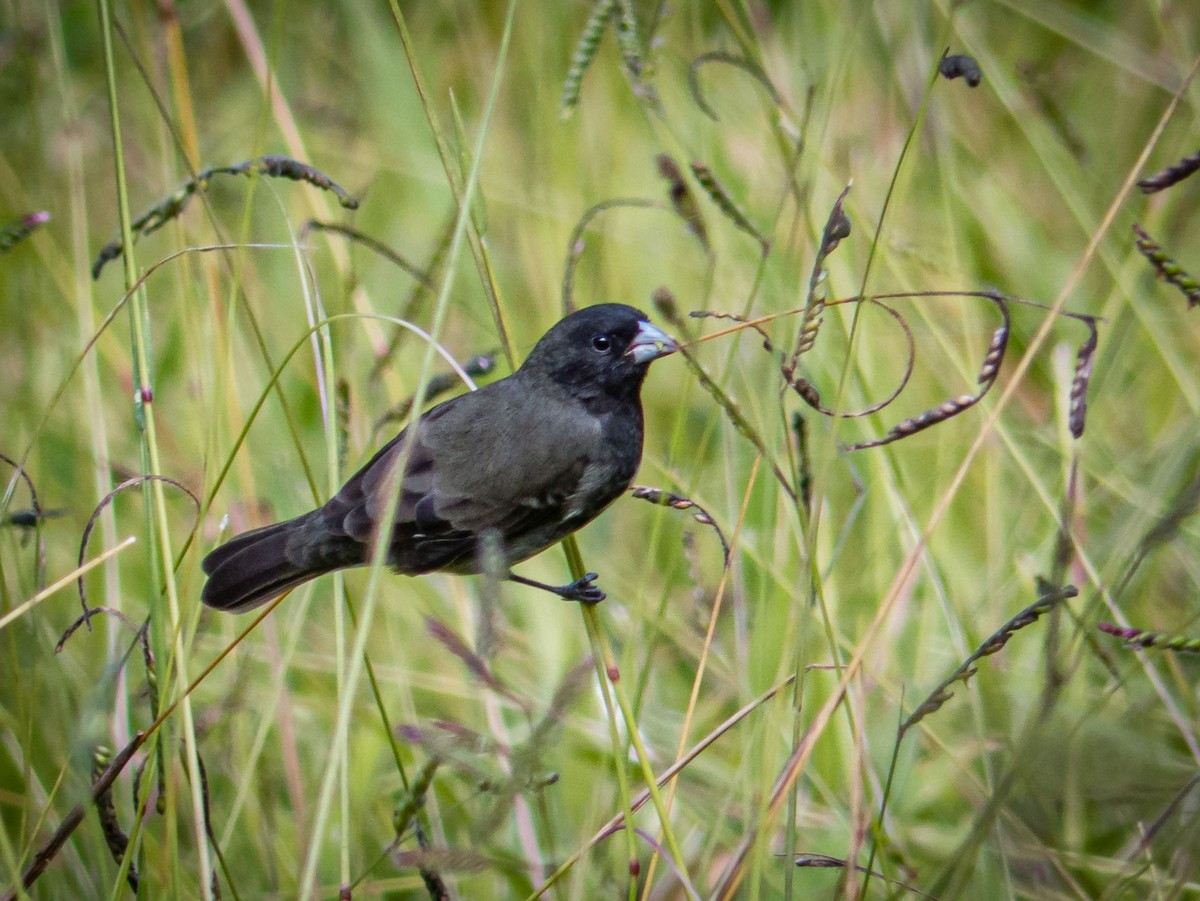 Dubois's Seedeater - ML221242061