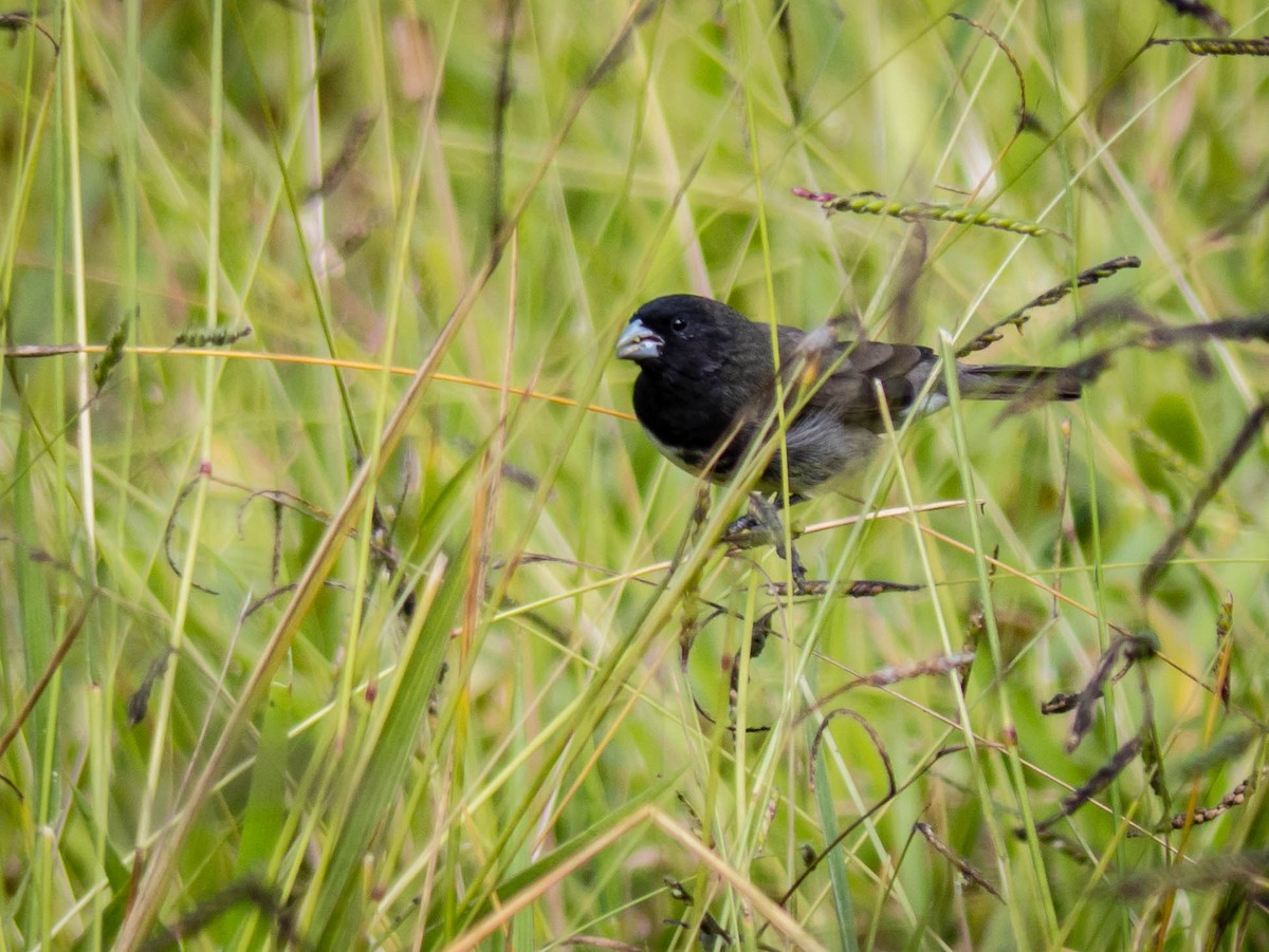 Dubois's Seedeater - ML221242071