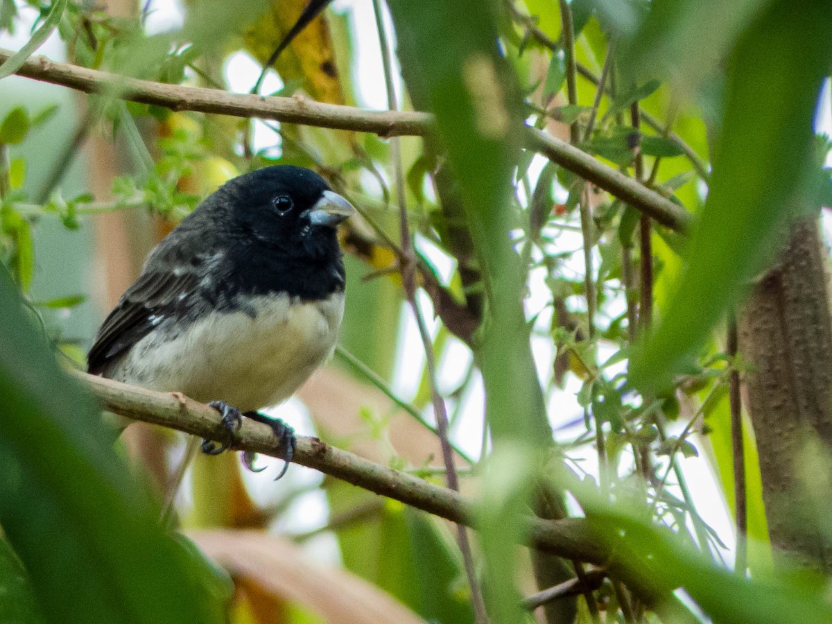 Yellow-bellied Seedeater - ML221242101