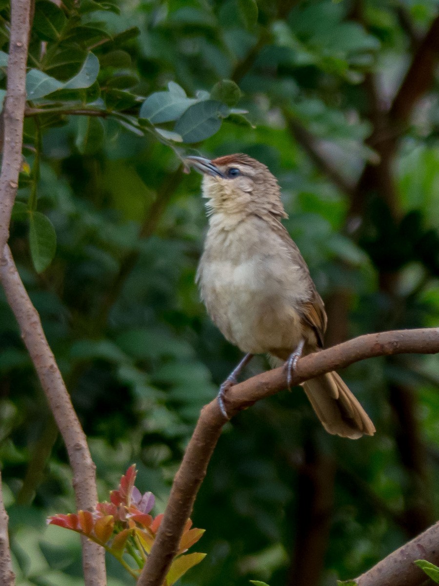 Rufous-fronted Thornbird - ML221242121