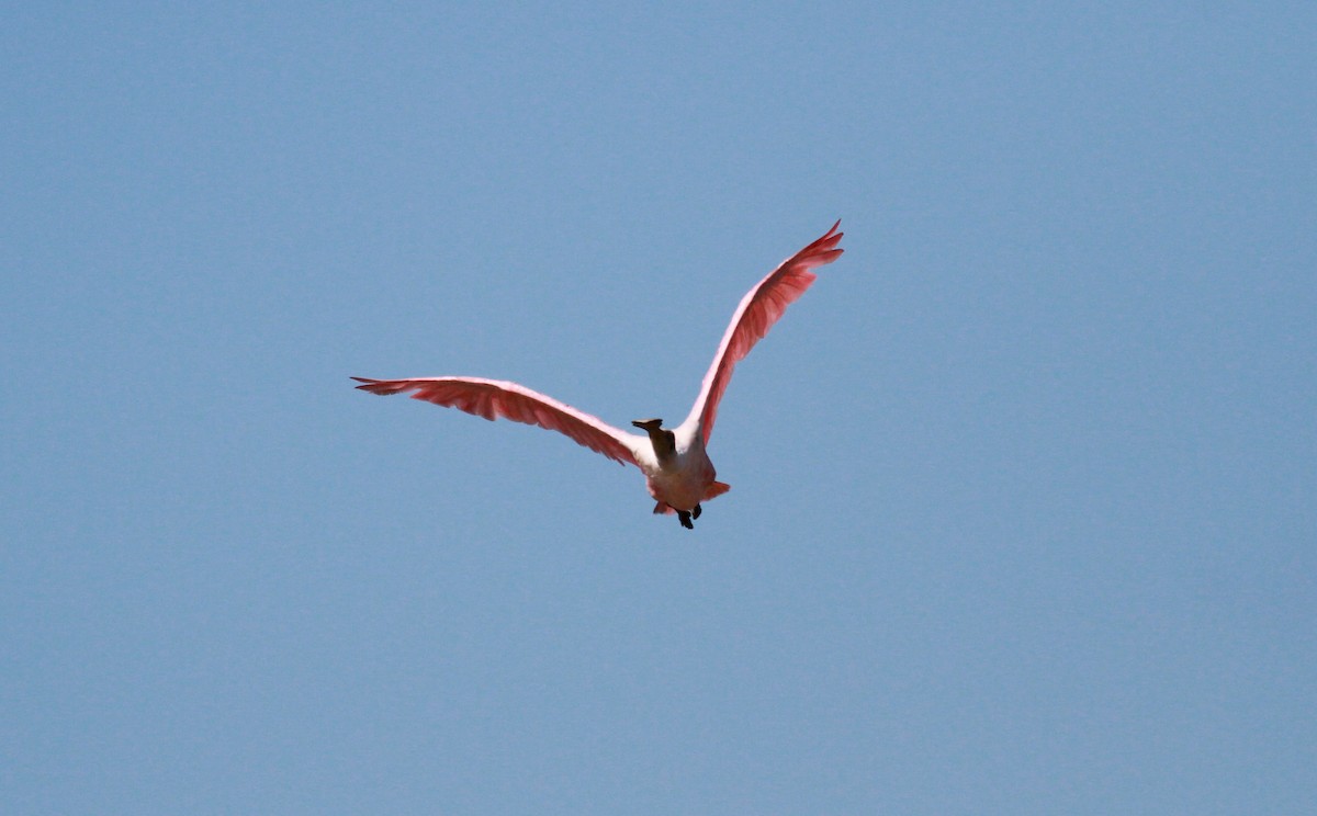 Roseate Spoonbill - Jay McGowan