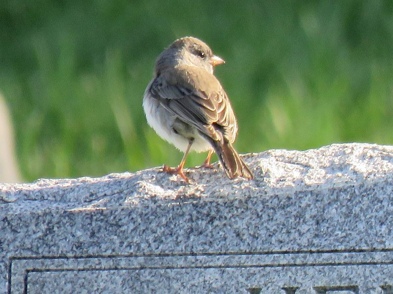 Junco ardoisé - ML221242311