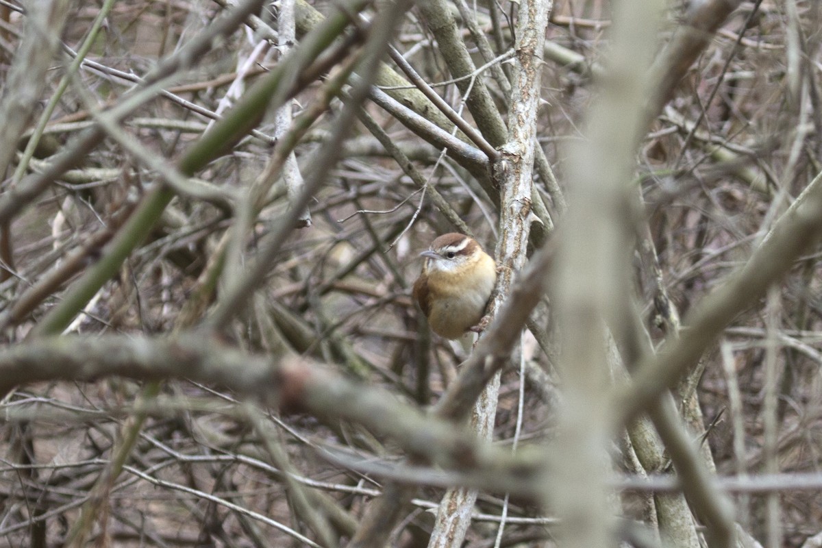 Carolina Wren - ML22124291