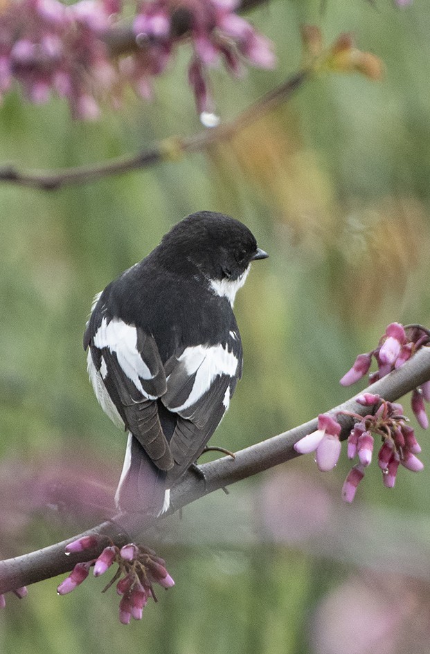 Semicollared Flycatcher - ML221243391