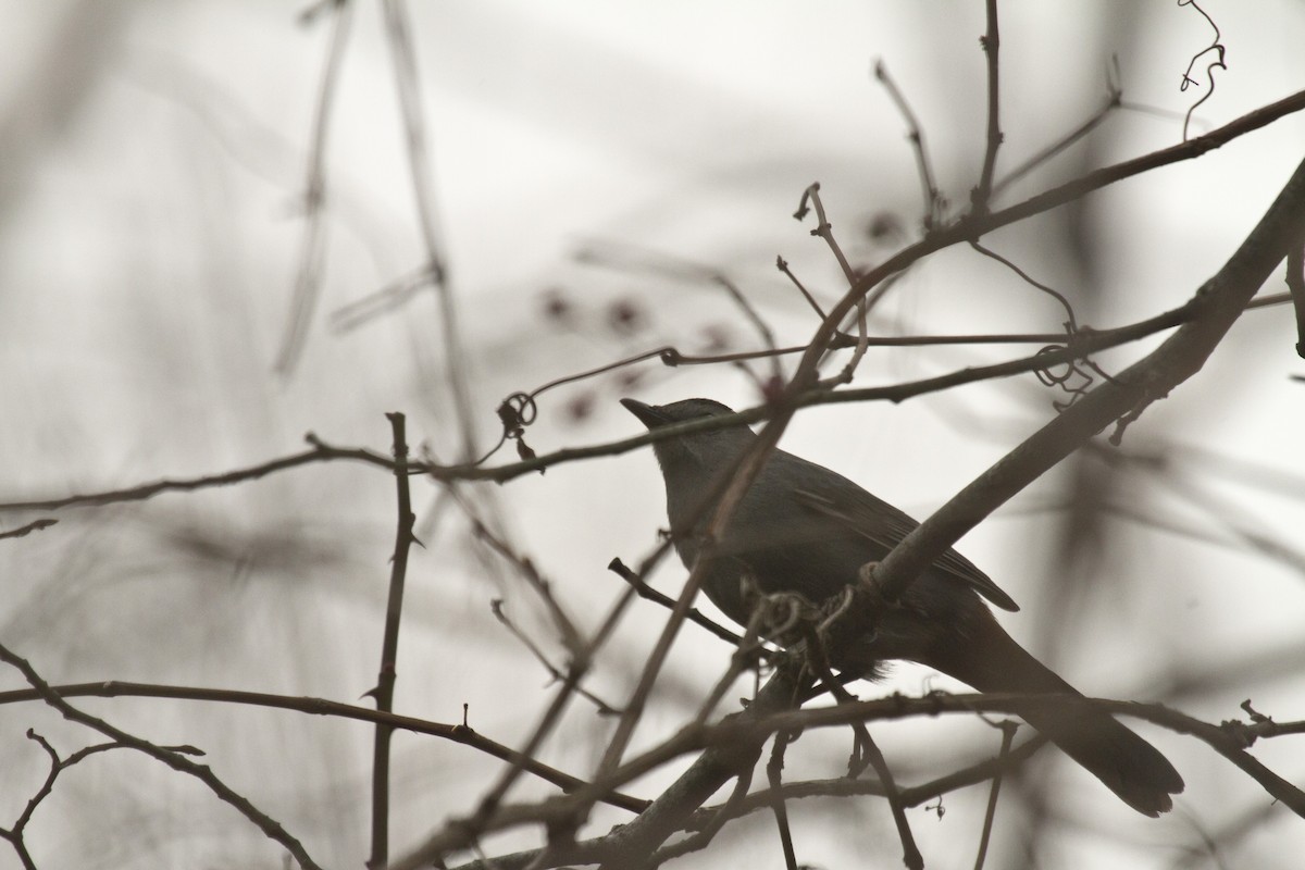 Gray Catbird - ML22124341