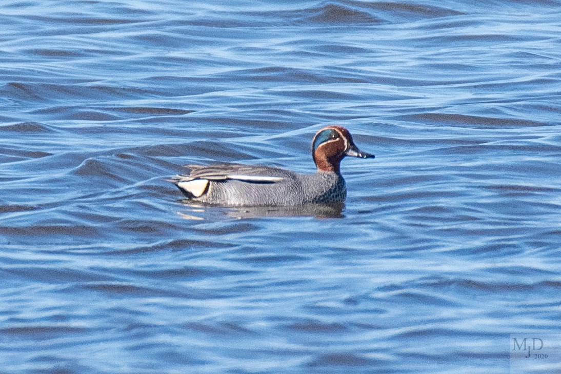 Green-winged Teal (Eurasian) - ML221244751