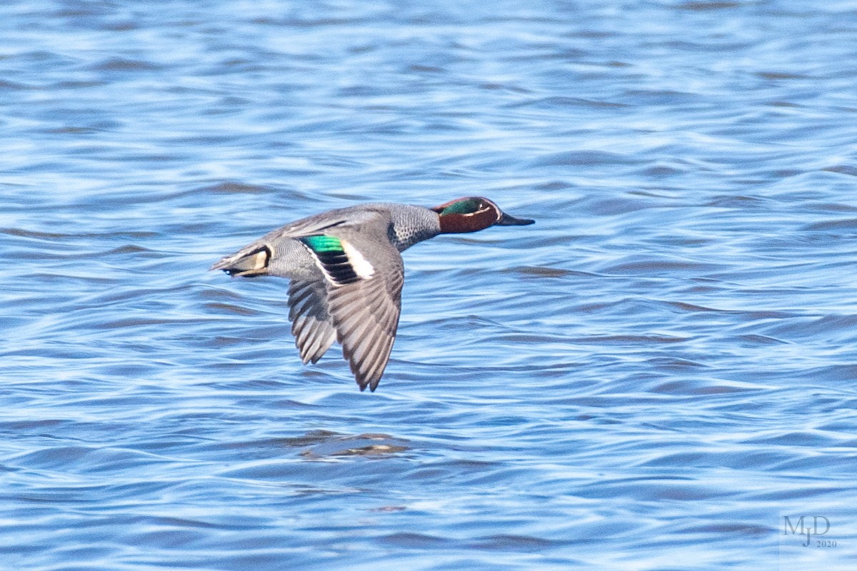 Green-winged Teal (Eurasian) - ML221244771