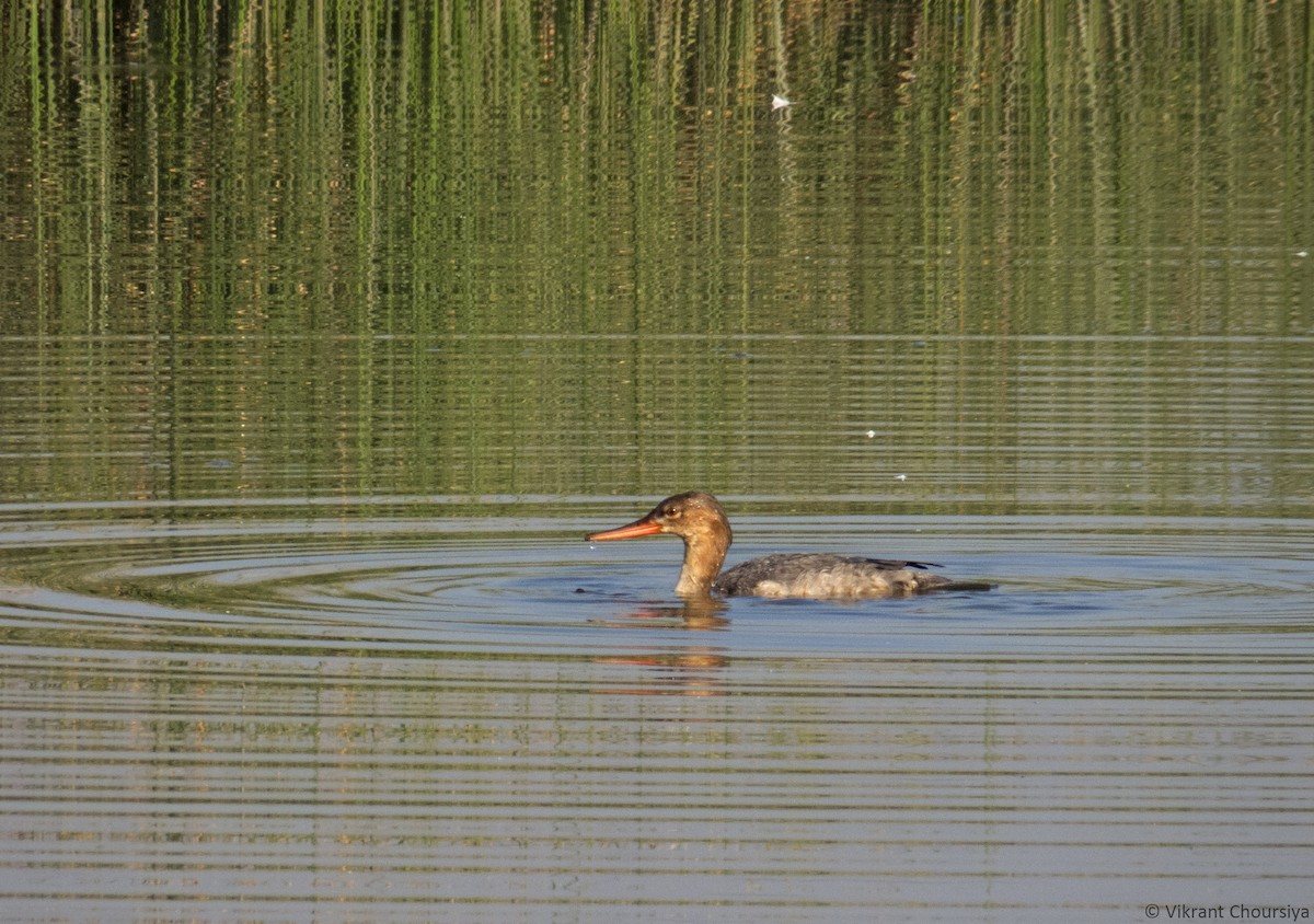 Red-breasted Merganser - ML221245561