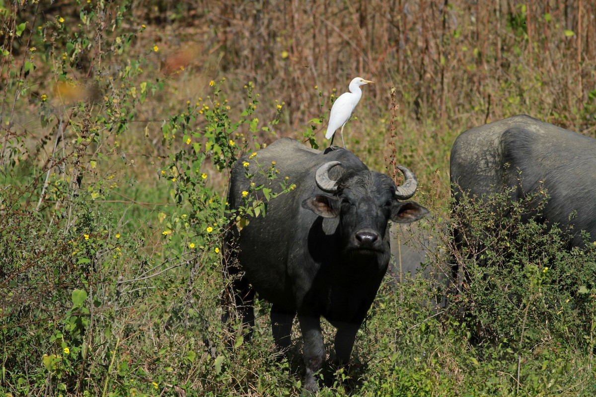 Western Cattle Egret - ML22124741