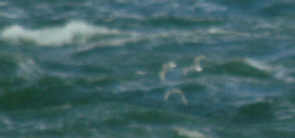 Black-legged Kittiwake - ML22124771