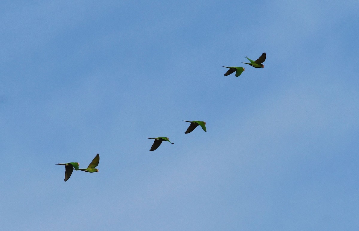 Mitred Parakeet - Ricard Gutiérrez