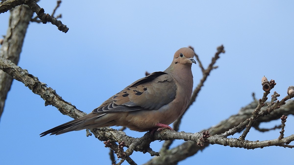 Mourning Dove - ML221248831