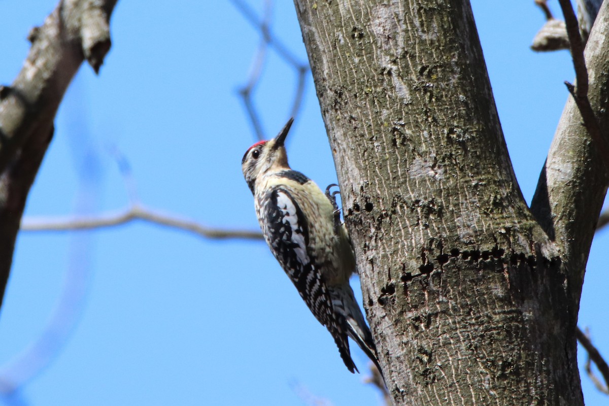 Yellow-bellied Sapsucker - ML221249821