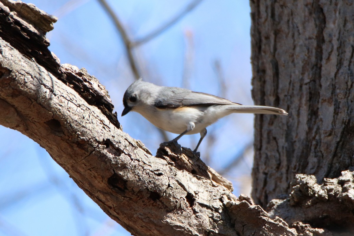 Tufted Titmouse - ML221249961