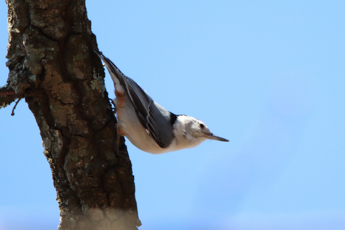 White-breasted Nuthatch - ML221250031