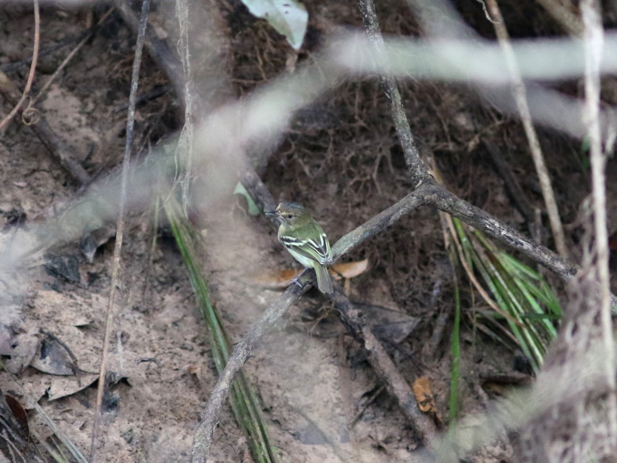 Buff-cheeked Tody-Flycatcher - ML221250251