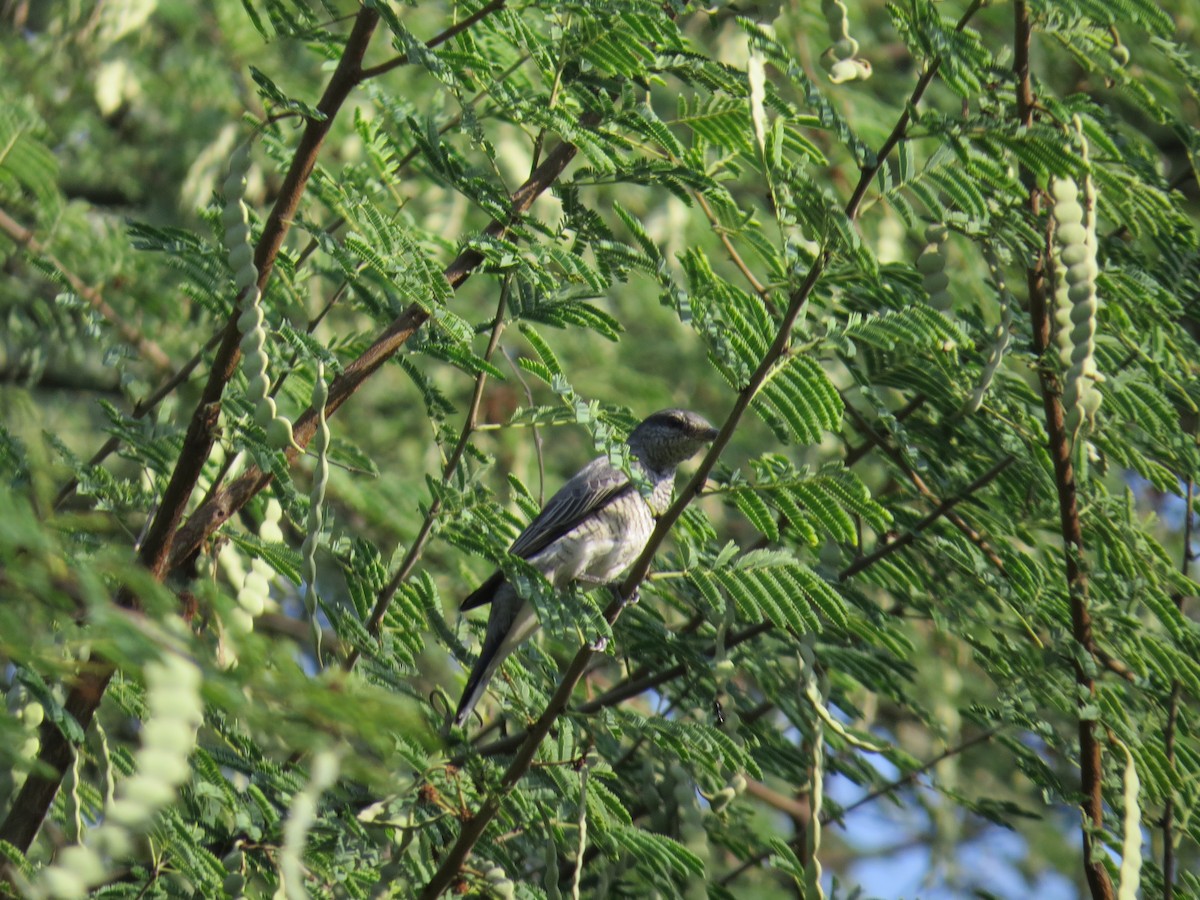 Black-headed Cuckooshrike - ML221250351