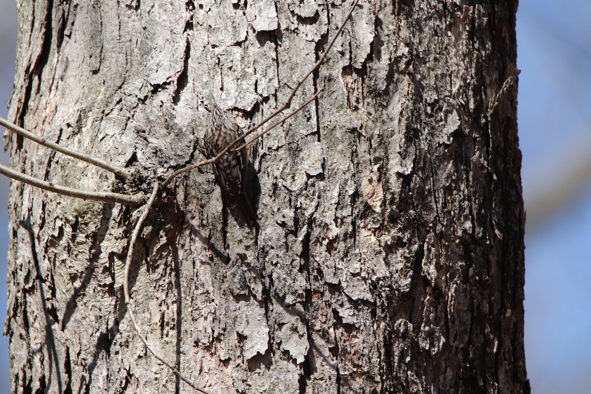 Brown Creeper - ML221250661