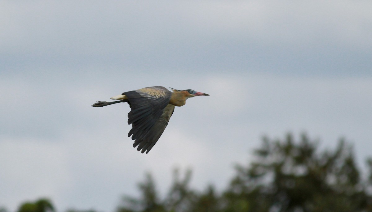 Whistling Heron - ML22125071