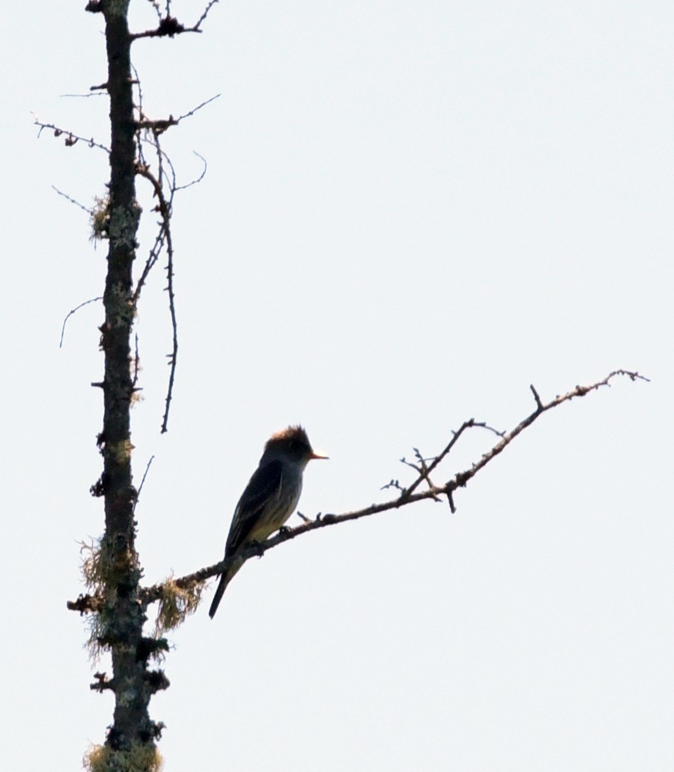 Olive-sided Flycatcher - Joshua Vandermeulen