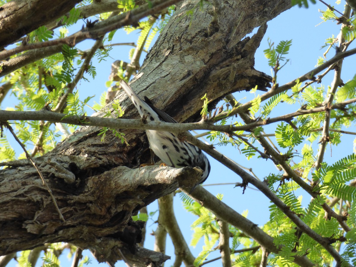 Black-and-white Warbler - ML221250981