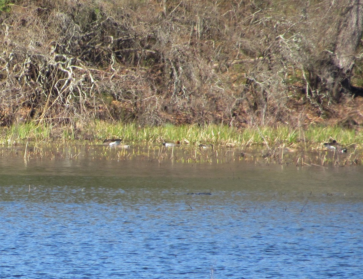 Eurasian Wigeon - ML221251431