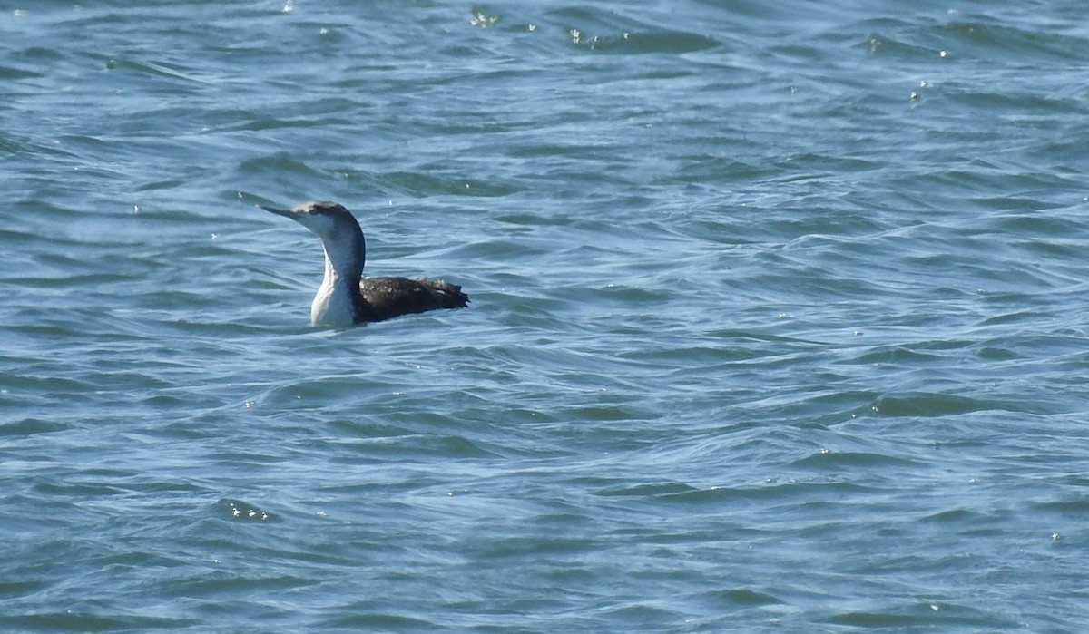 Red-throated Loon - ML221252291