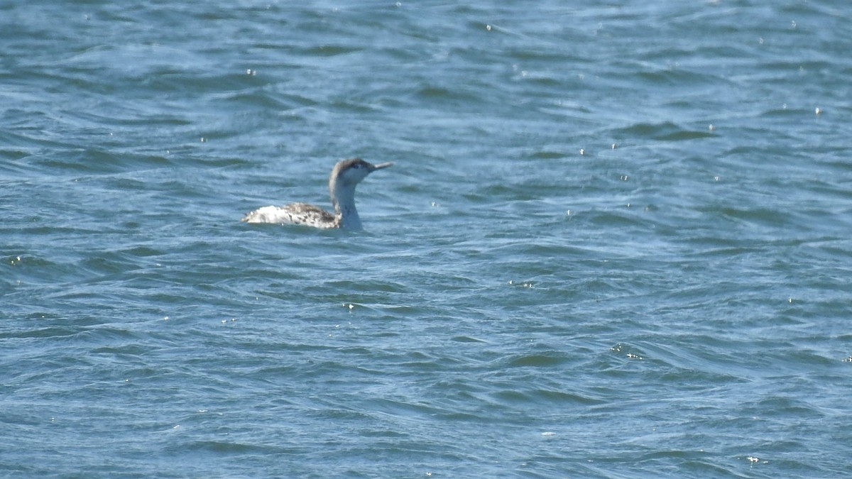 Red-throated Loon - ML221252331