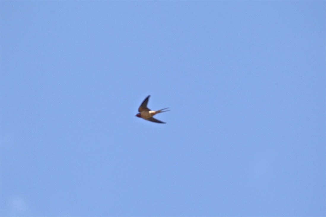 Barn Swallow - Vickie Baily