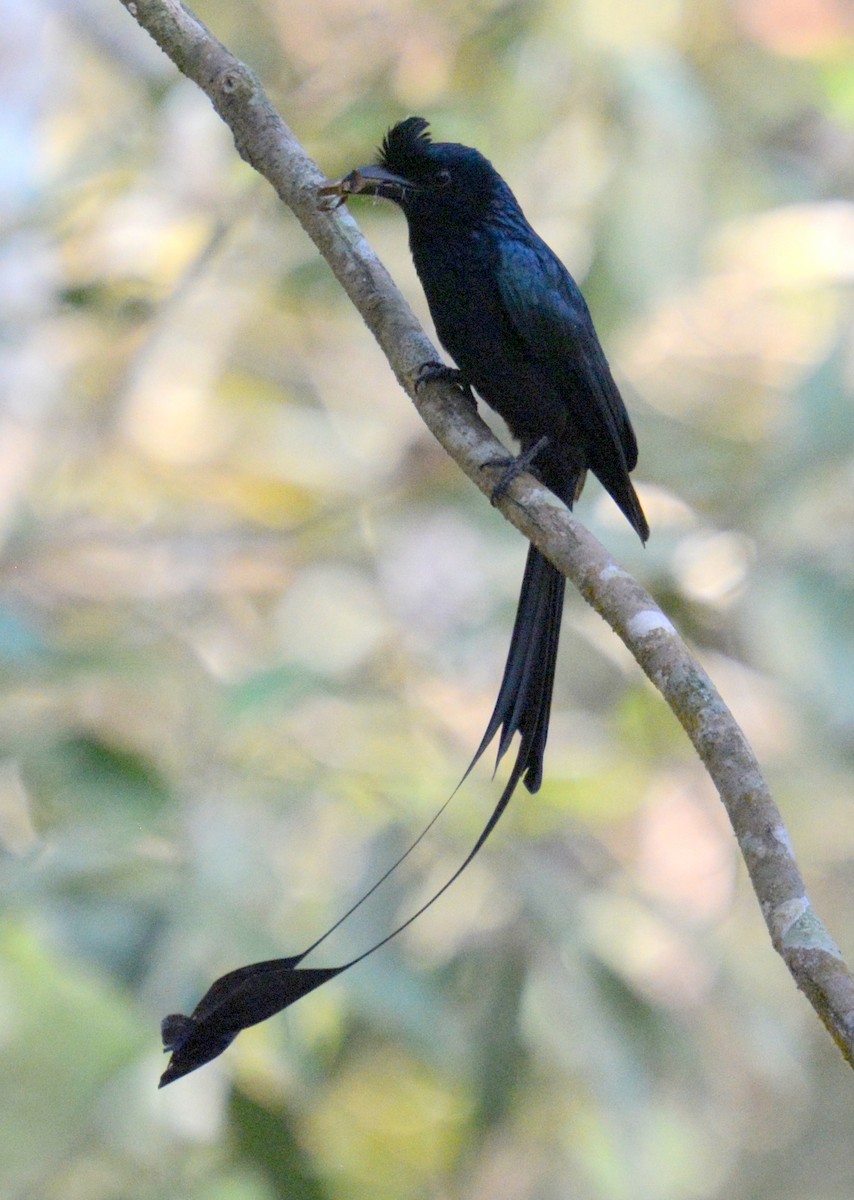 Greater Racket-tailed Drongo - ML221255651