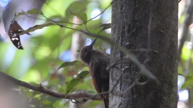 White-chinned Woodcreeper - ML221257161