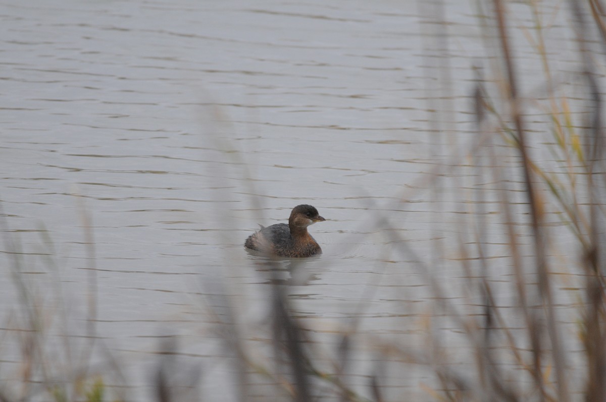 Pied-billed Grebe - ML221257711