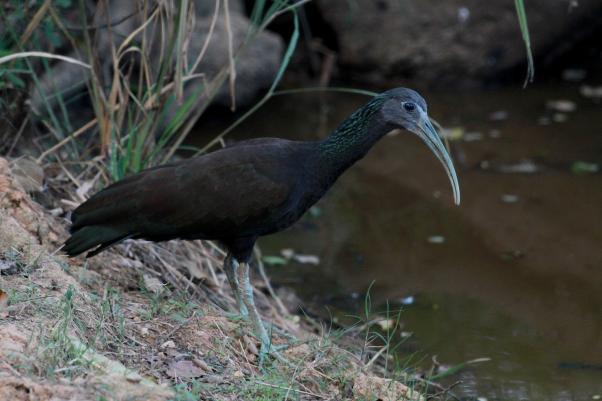 ibis zelený - ML22125811