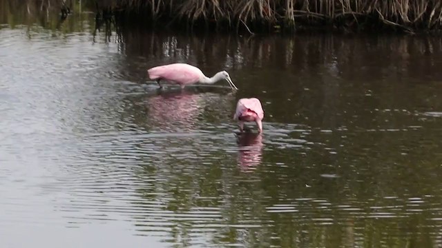 Roseate Spoonbill - ML221260011